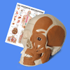 Anatomische Neuheiten 