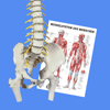 Angebote aus unserem anatomischen Sortiment