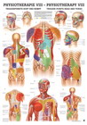 Physiotherapie Poster - Triggerpunkte Kopf und Rumpf