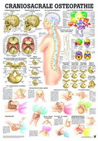 Anatomische Lehrtafel - Craniosacrale Osteopathie