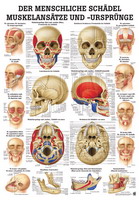Anatomische Lehrtafel - Der menschliche Sch�del Muskelans�tze und Urspr�nge