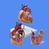 Anatomische und Medizinische Modelle